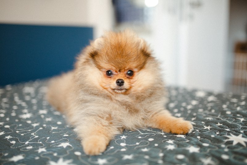 Fluffy Pomeranian after grooming