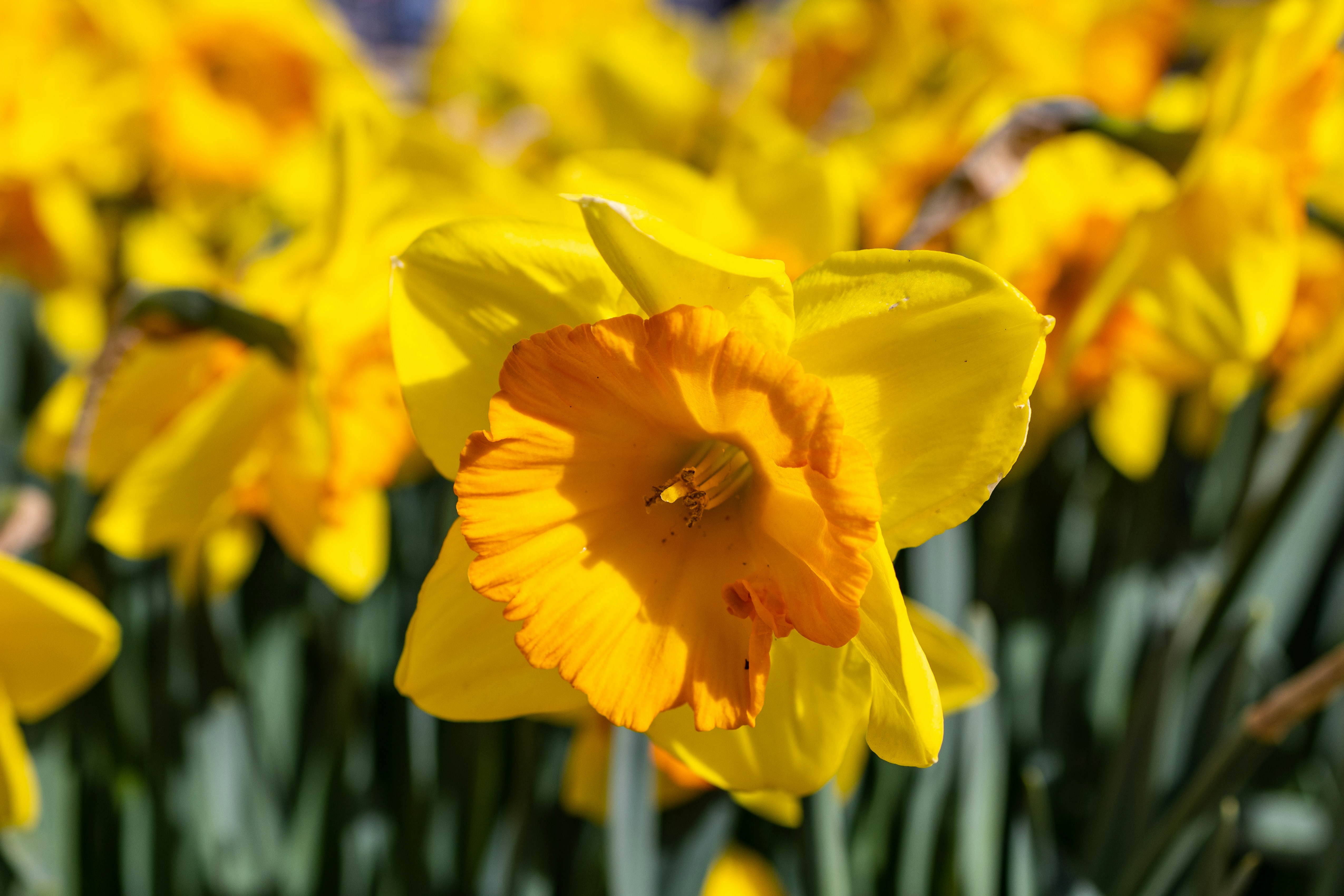 Photo by ritacandeias