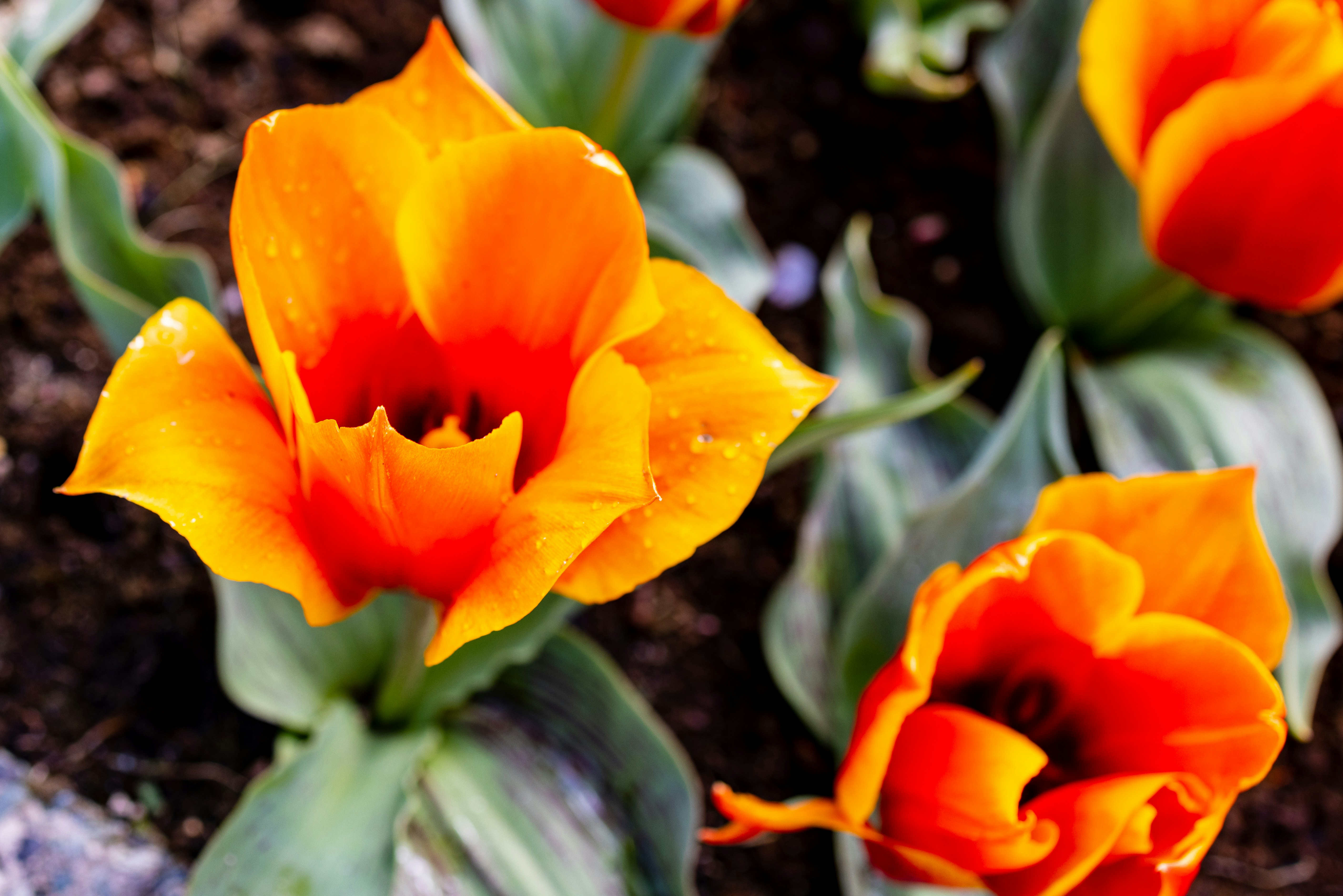 Photo by ritacandeias