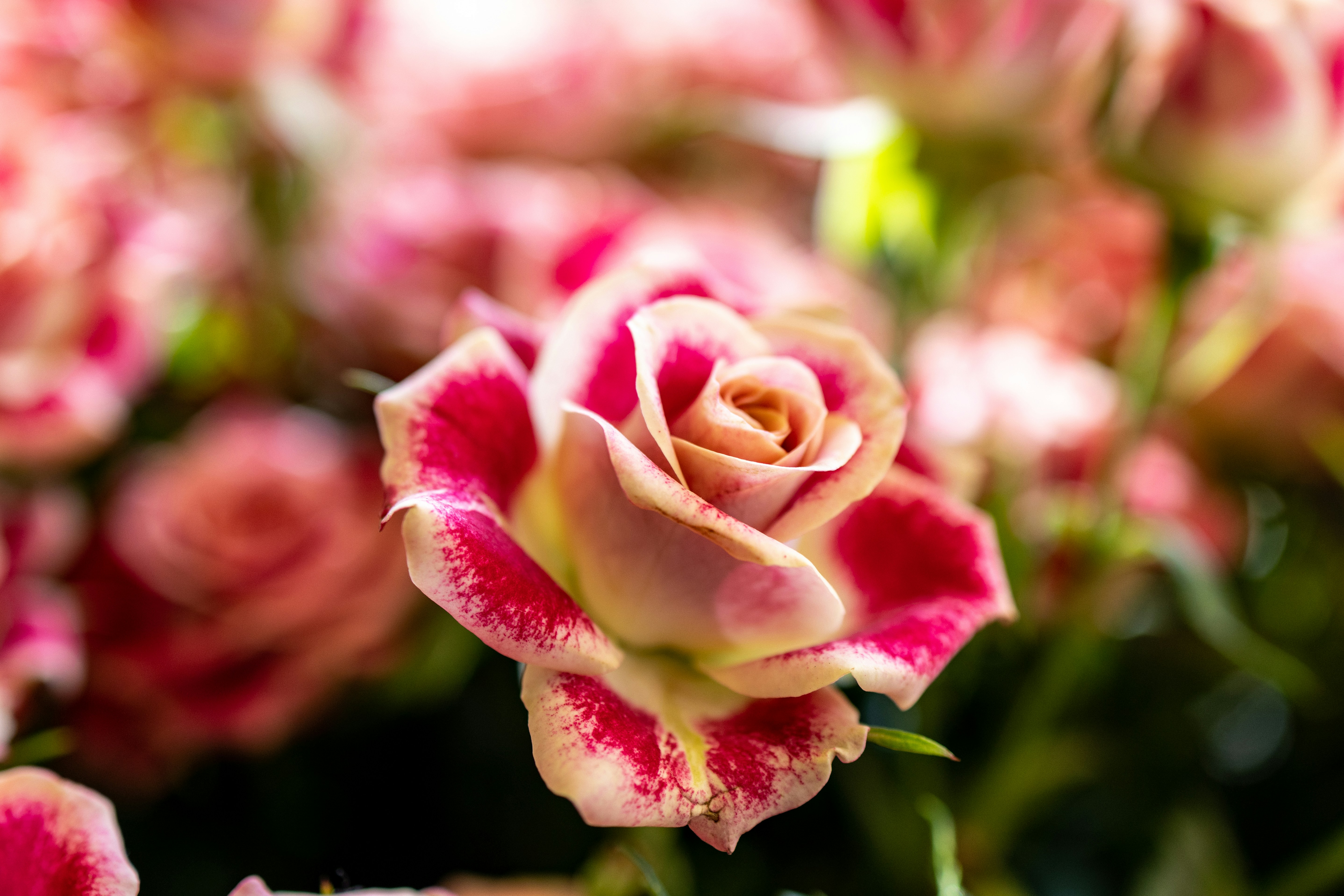 Photo by ritacandeias