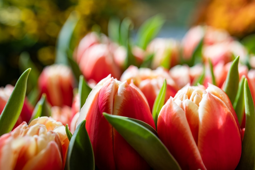 a bunch of red and white tulips with green leaves