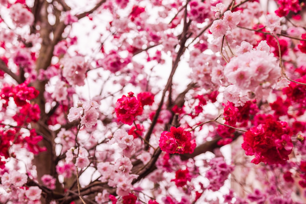 a tree filled with lots of pink flowers