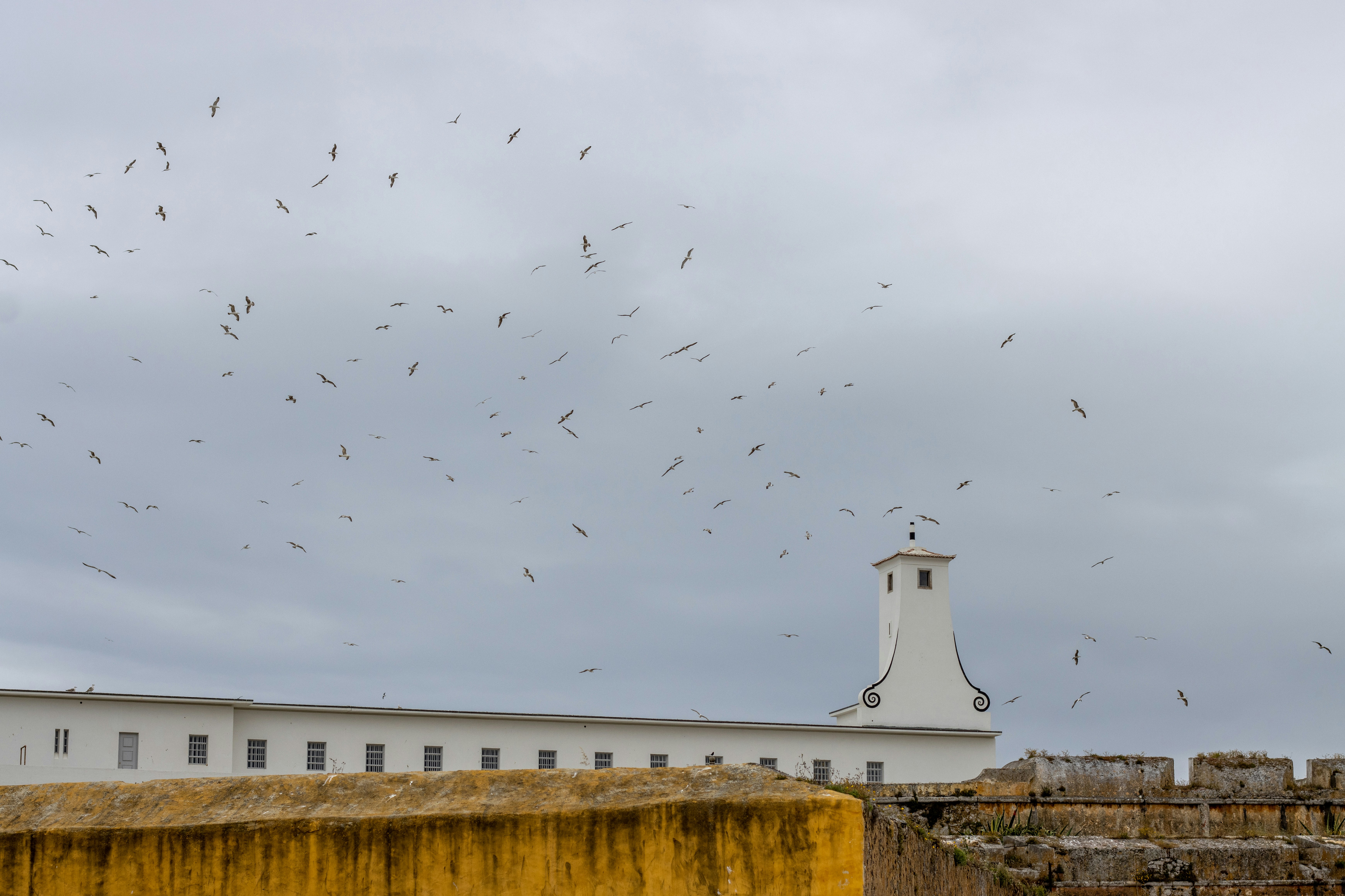 a large flock of birds flying over a building