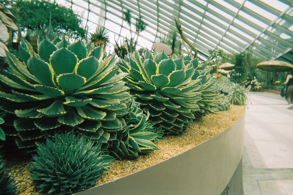 a bunch of plants that are in a planter