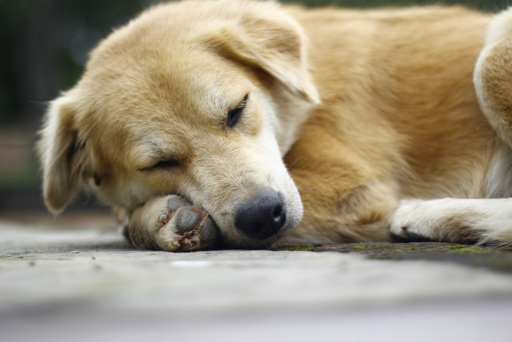 a close up of a dog laying on the ground