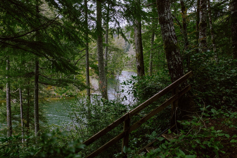 Un puente de madera en medio de un bosque