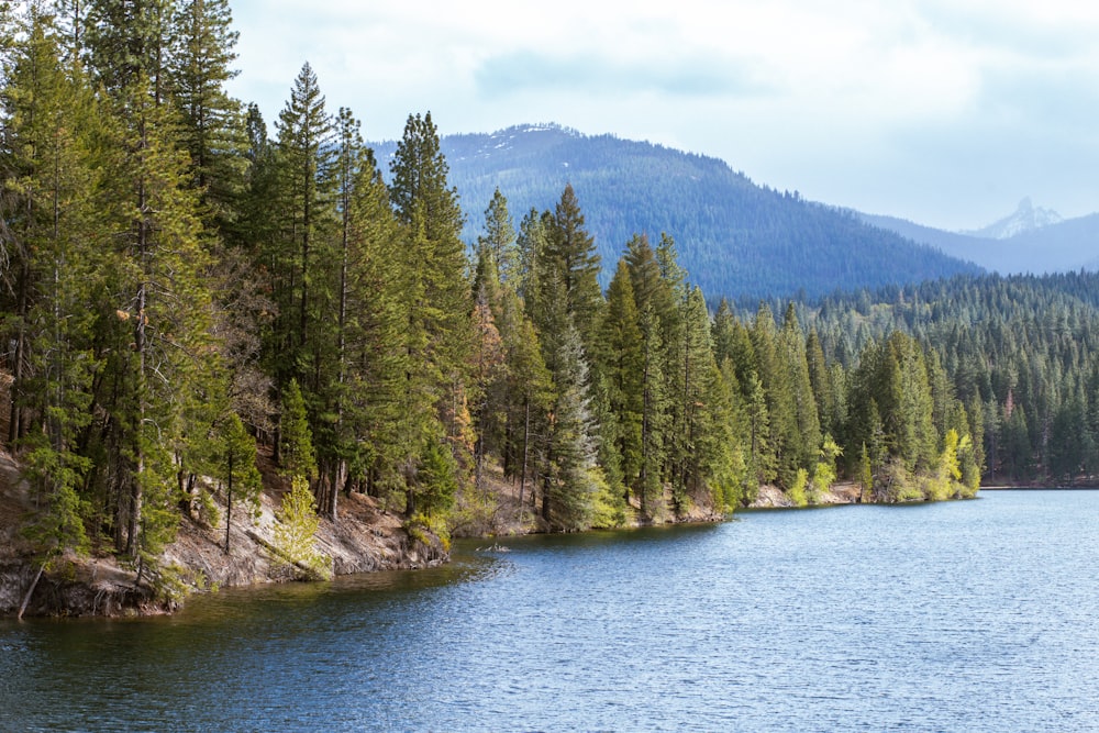 a large body of water surrounded by trees