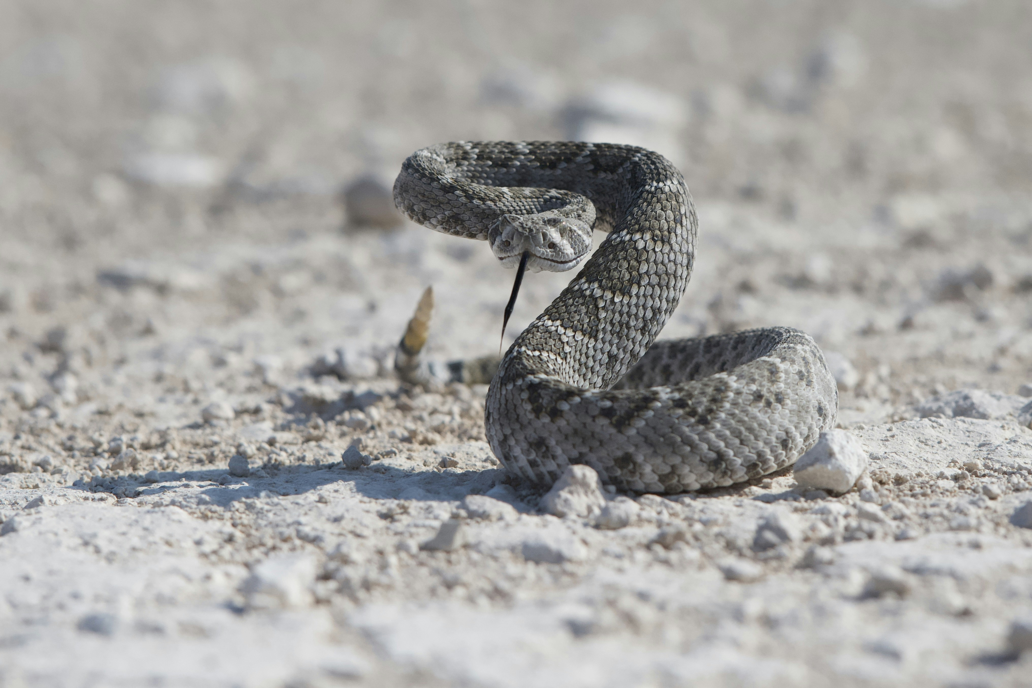 Immagini di Serpente A Sonagli | Scarica immagini gratuite su Unsplash, image size:3000x2000