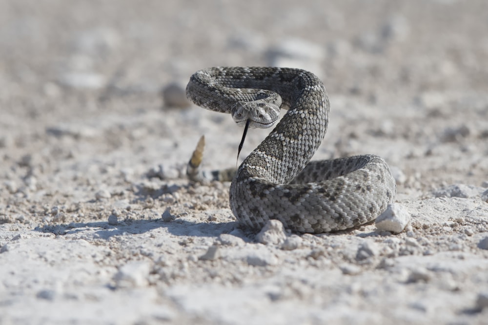 a snake is curled up in the sand