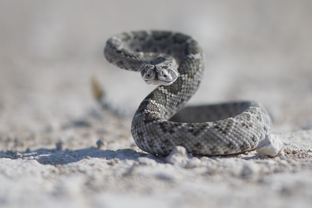 a close up of a snake on the ground