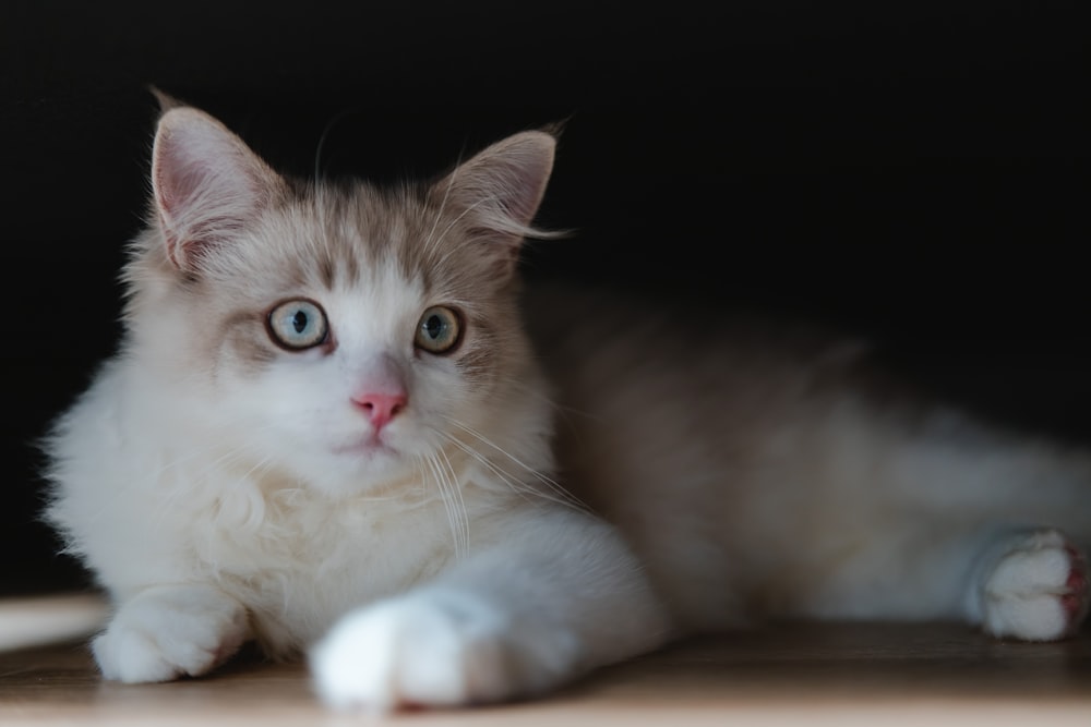 a white cat with blue eyes laying on the floor