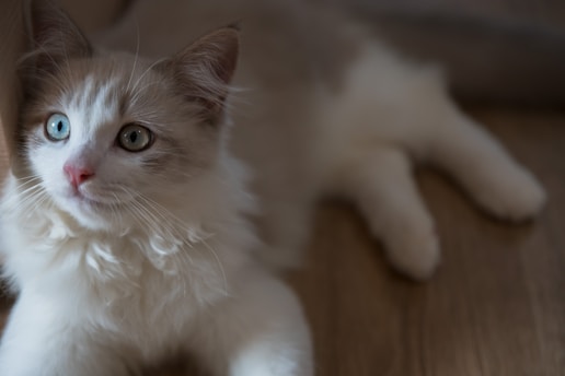 A fluffy white and gray kitten with blue eyes lies on a wooden floor, looking intently at something off-camera. Its fur is soft and its expression is curious.