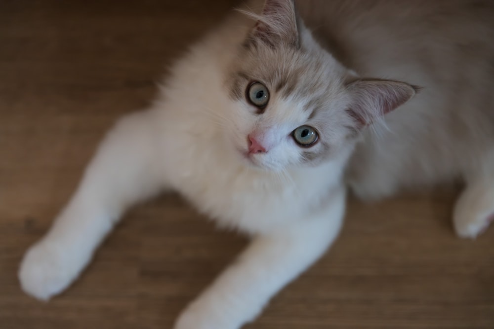 a white cat with blue eyes laying on the floor