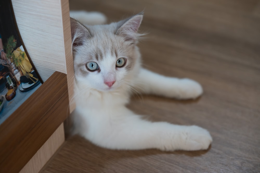 a white cat with blue eyes laying on the floor