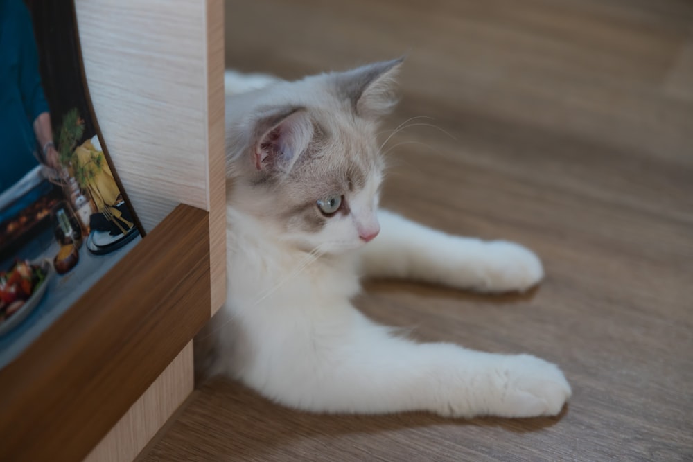 a white cat laying on the floor next to a picture