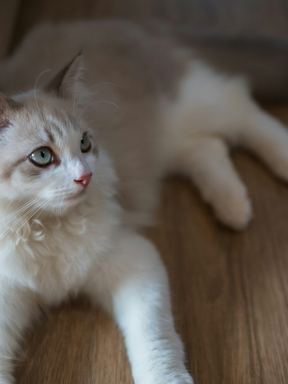 a white cat laying on a wooden floor