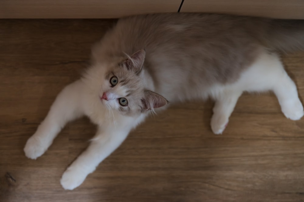 a cat laying on the floor looking up