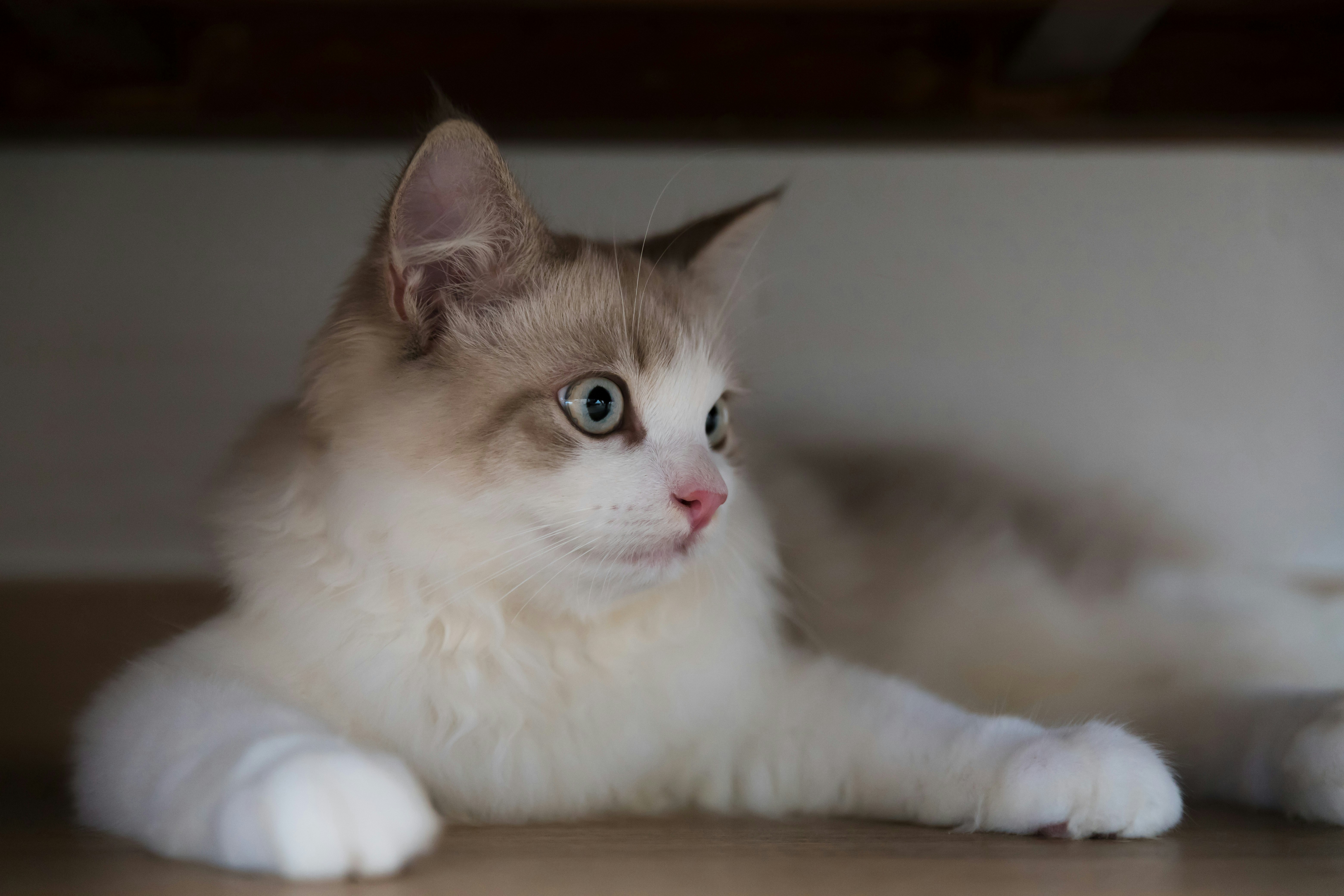 White cat with blue eyes laying on the floor