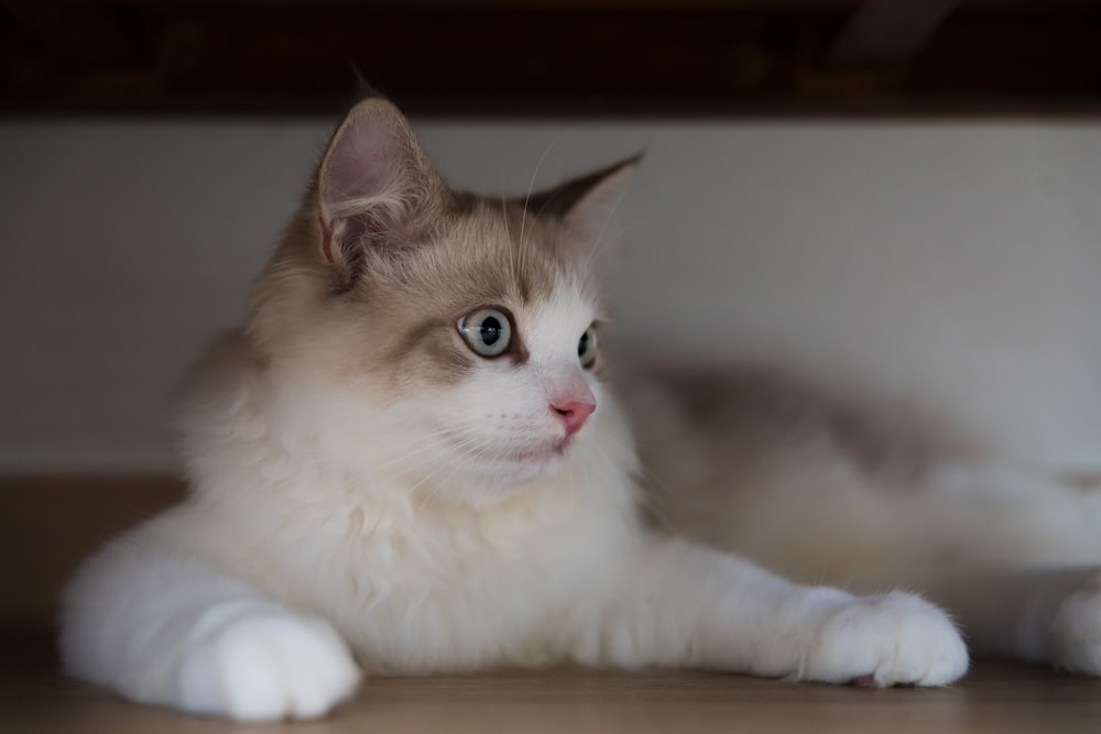 a white cat with blue eyes laying on the floor