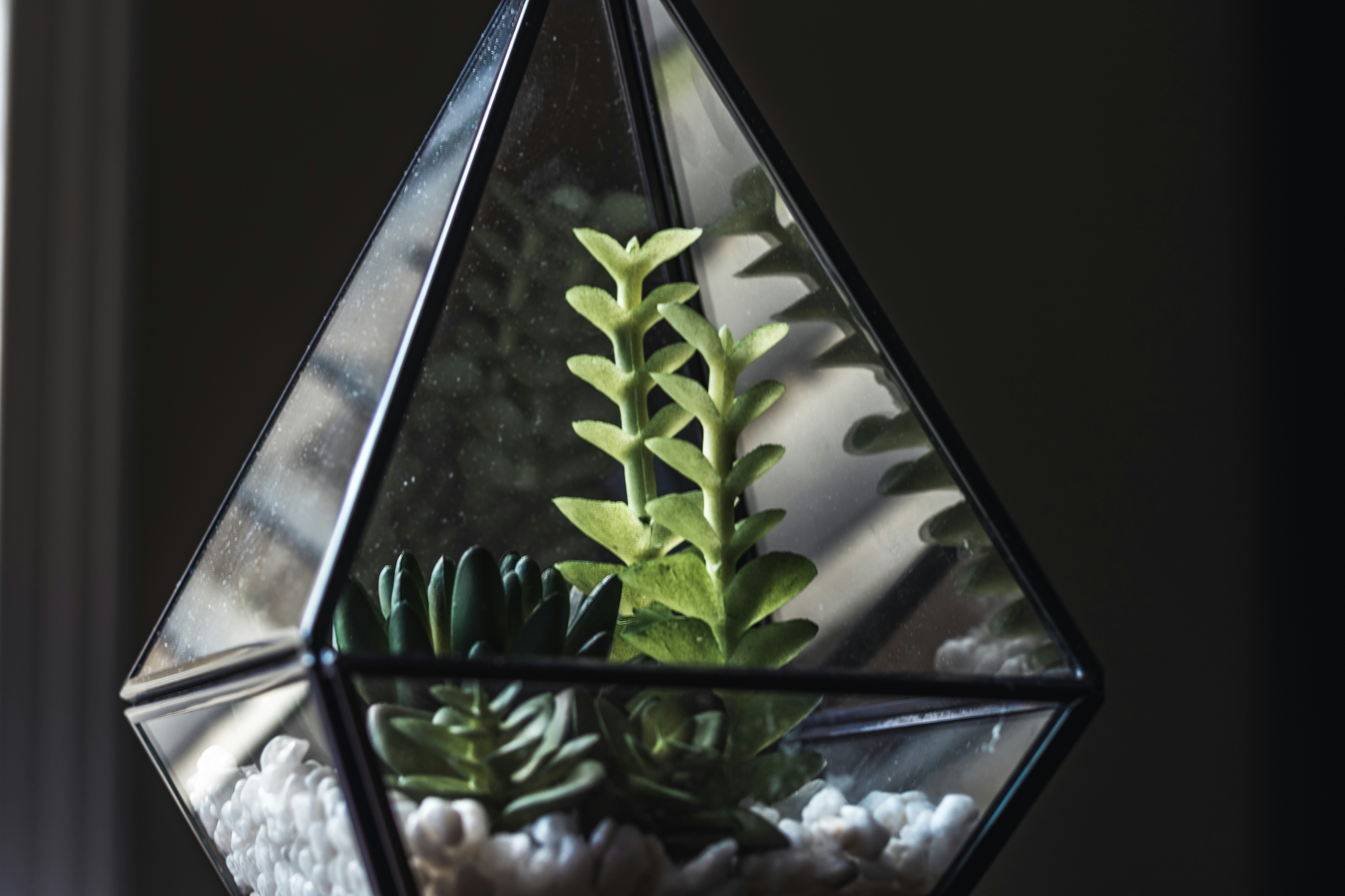 a glass hanging planter with a succulent in it