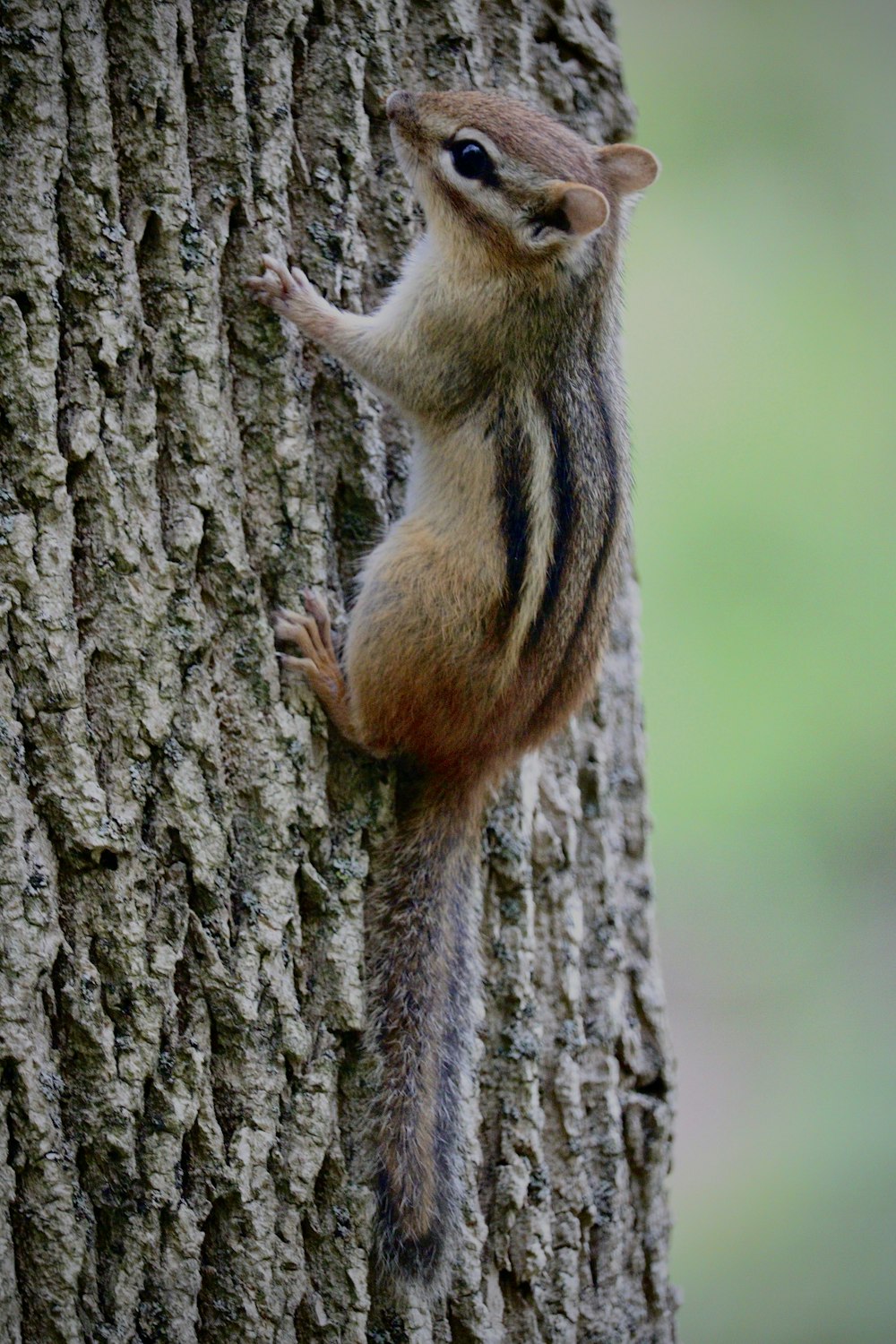 a small animal climbing up the side of a tree