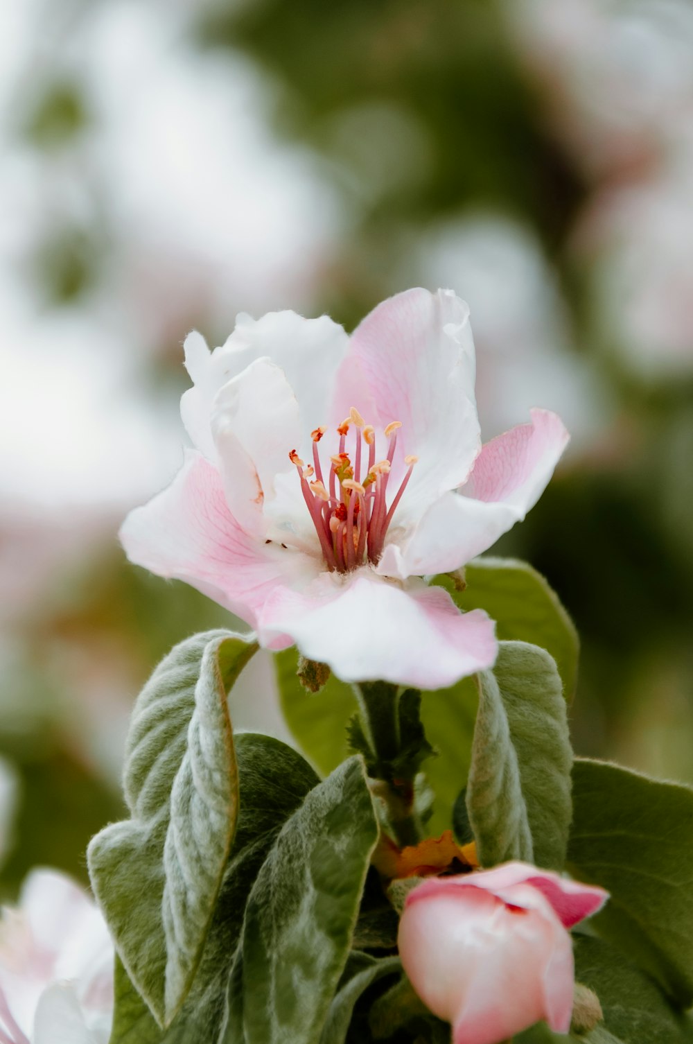 a white and pink flower with green leaves