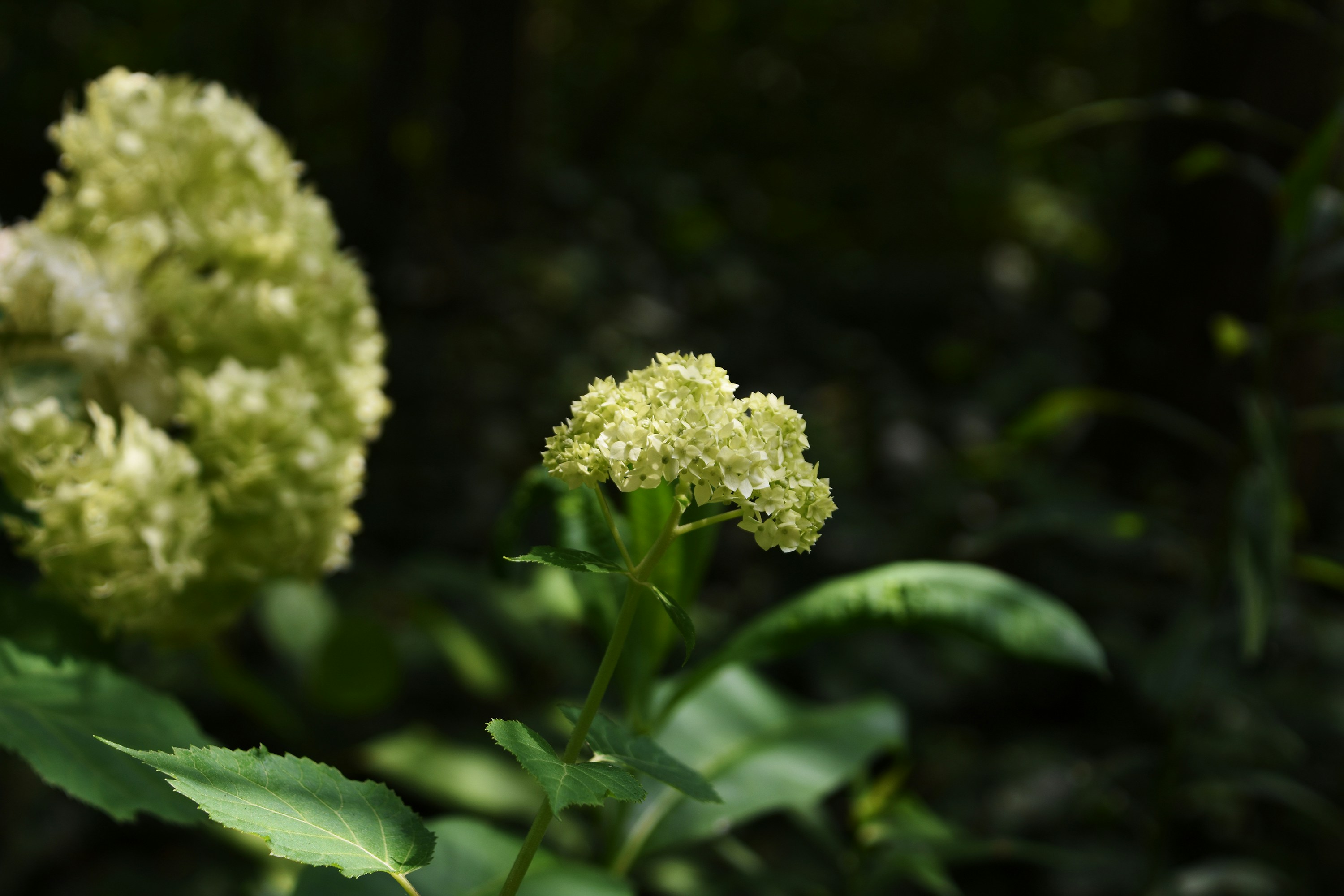 Photo by littlebearhugs