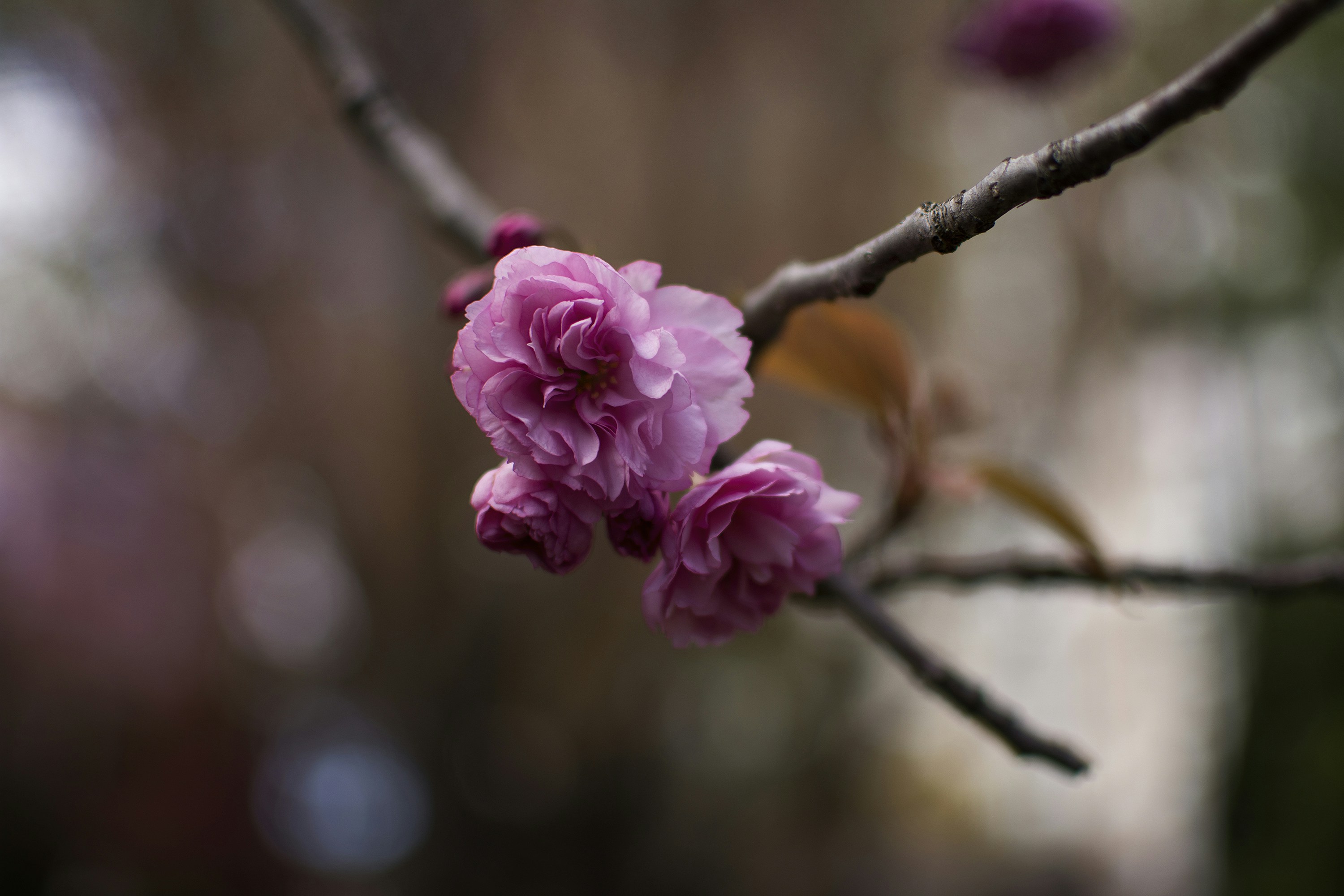 Photo by littlebearhugs