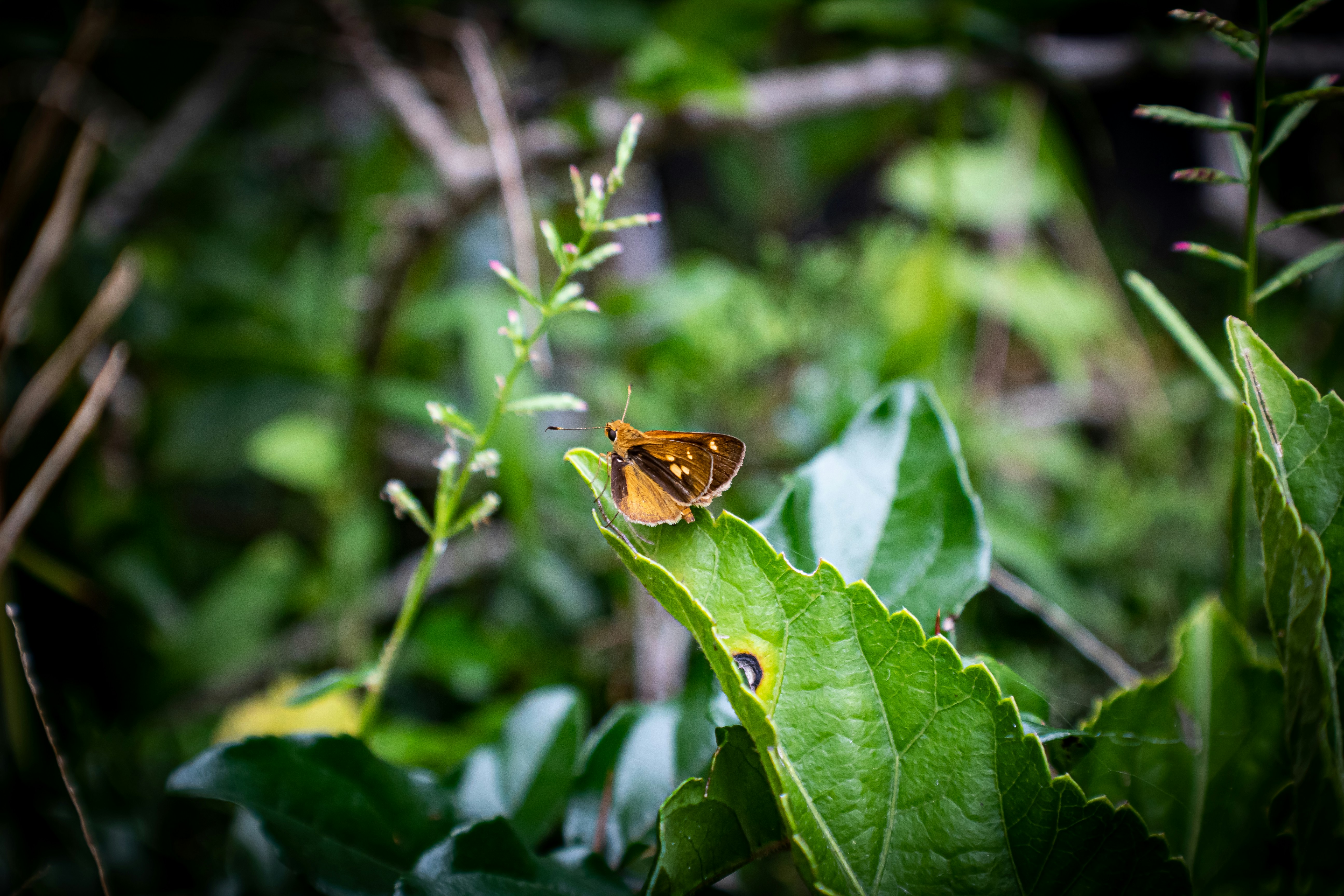 Una mariposa sentada encima de una hoja verde