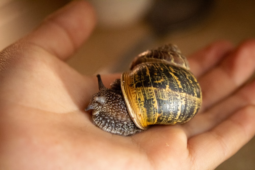 a small snail sitting on top of a persons hand