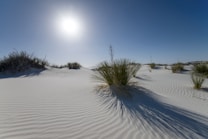 The image depicts a tranquil desert landscape with white sand dunes and scattered green plants. Shadows of the plants stretch across the rippled sand, and the sun is shining brightly in a clear blue sky.