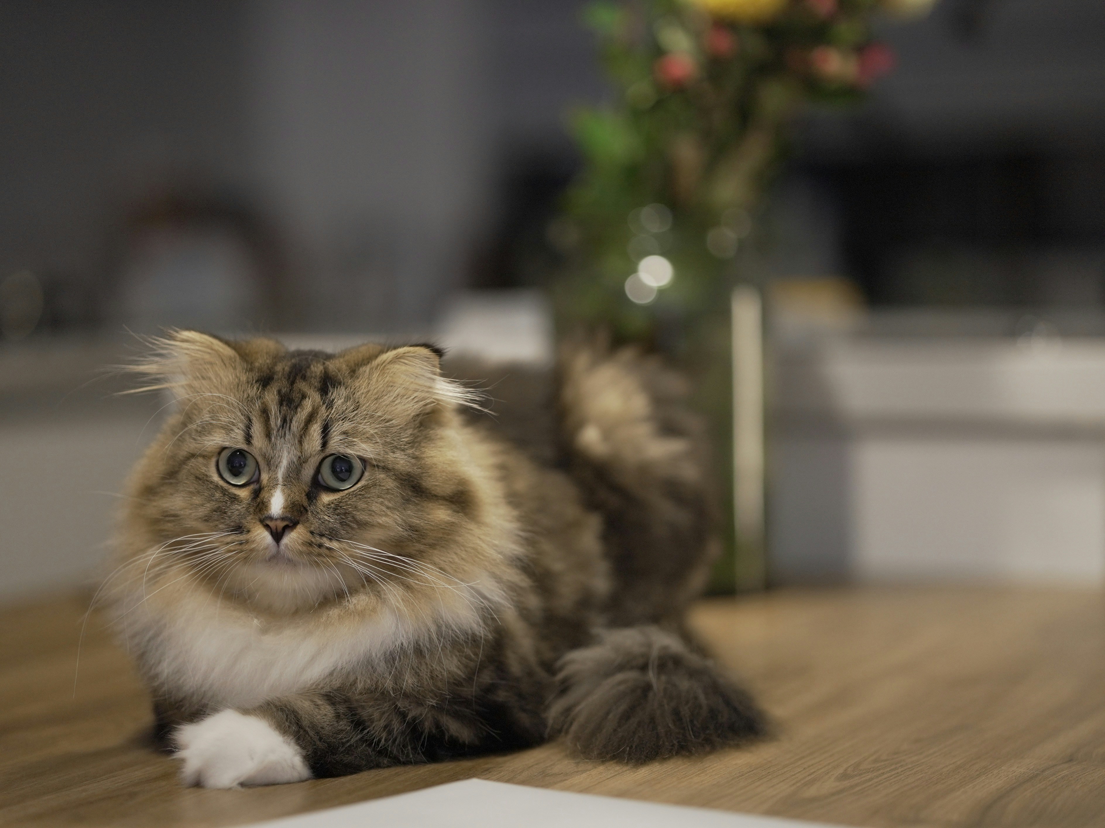 Dierenartsenpraktijk de Hondsrug