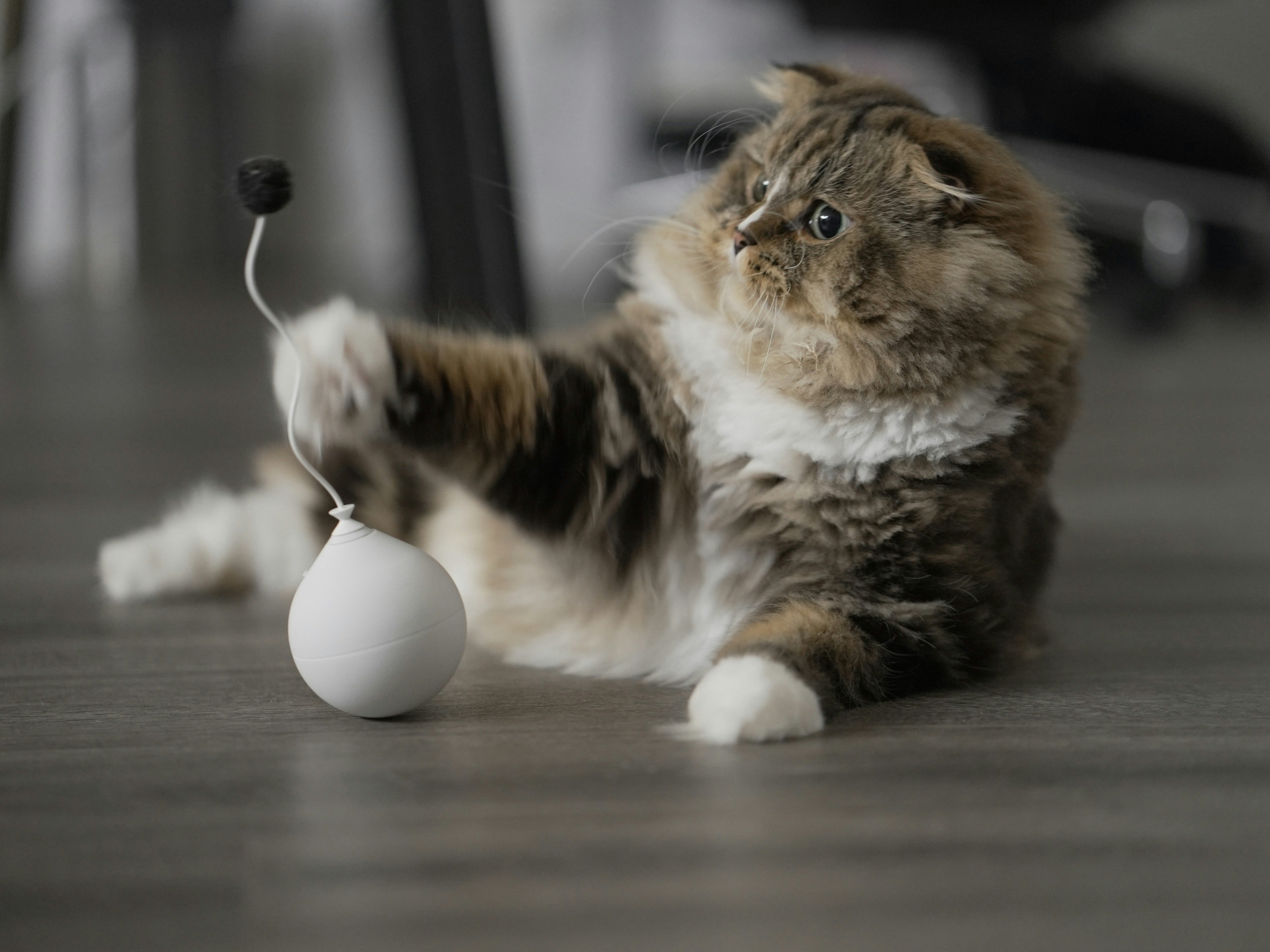 Can Cats Eat Boiled Eggs? A Purrfectly Safe Treat?