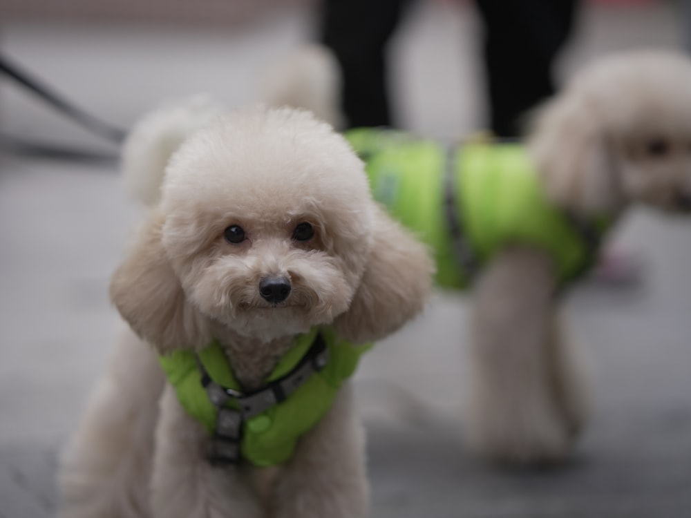 a small white dog wearing a green vest