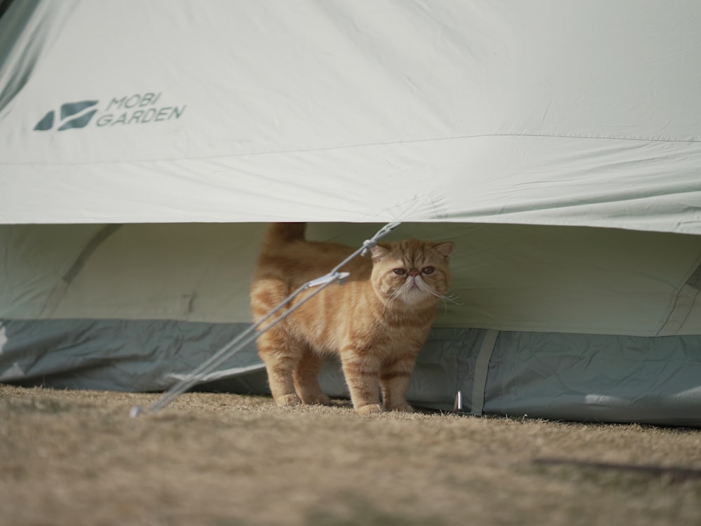 an orange cat standing in front of a tent