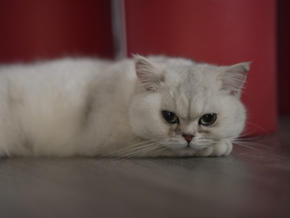 a white cat laying on the floor next to a red wall