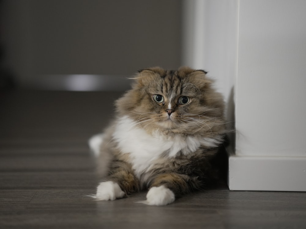 a fluffy cat sitting on the floor next to a door