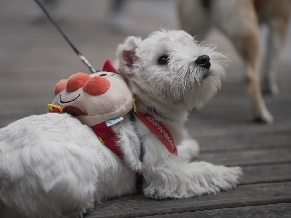a small white dog with a stuffed animal on a leash