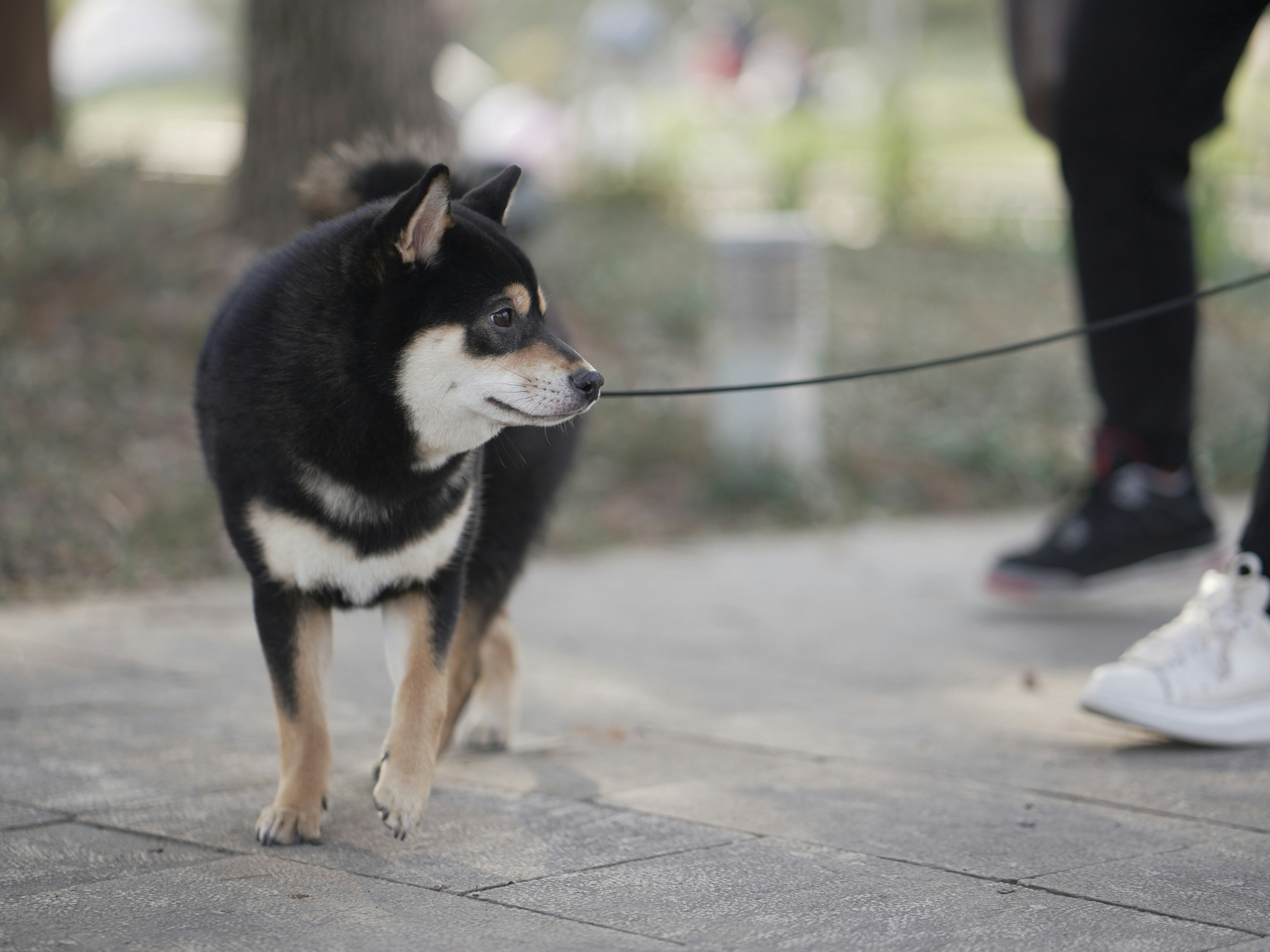a black and white dog on a leash being walked by a person