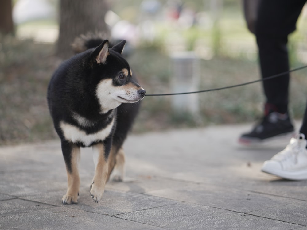 a black and white dog on a leash being walked by a person