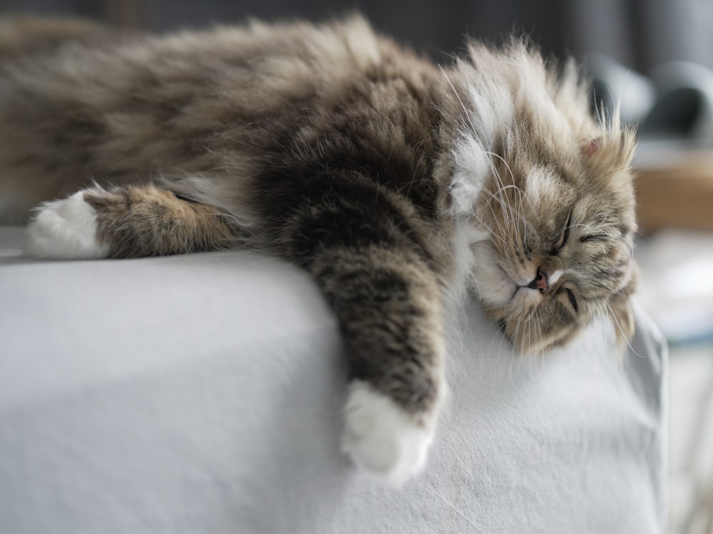 a cat sleeping on top of a white couch