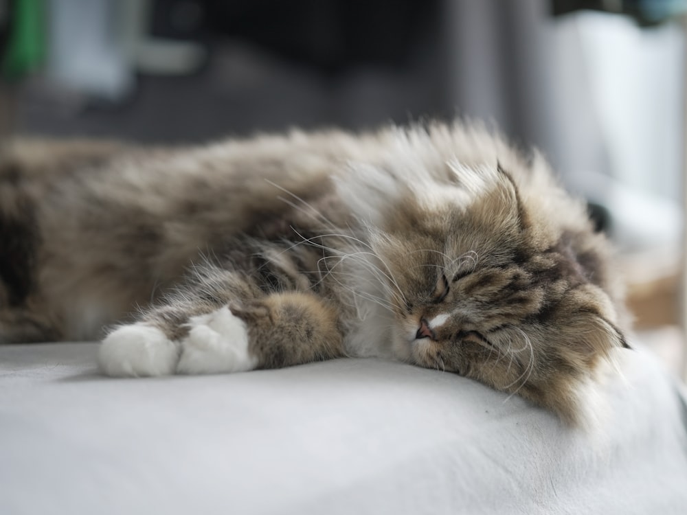 a fluffy cat is sleeping on a bed