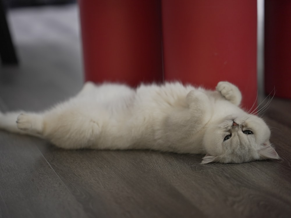 a white cat laying on its back on the floor