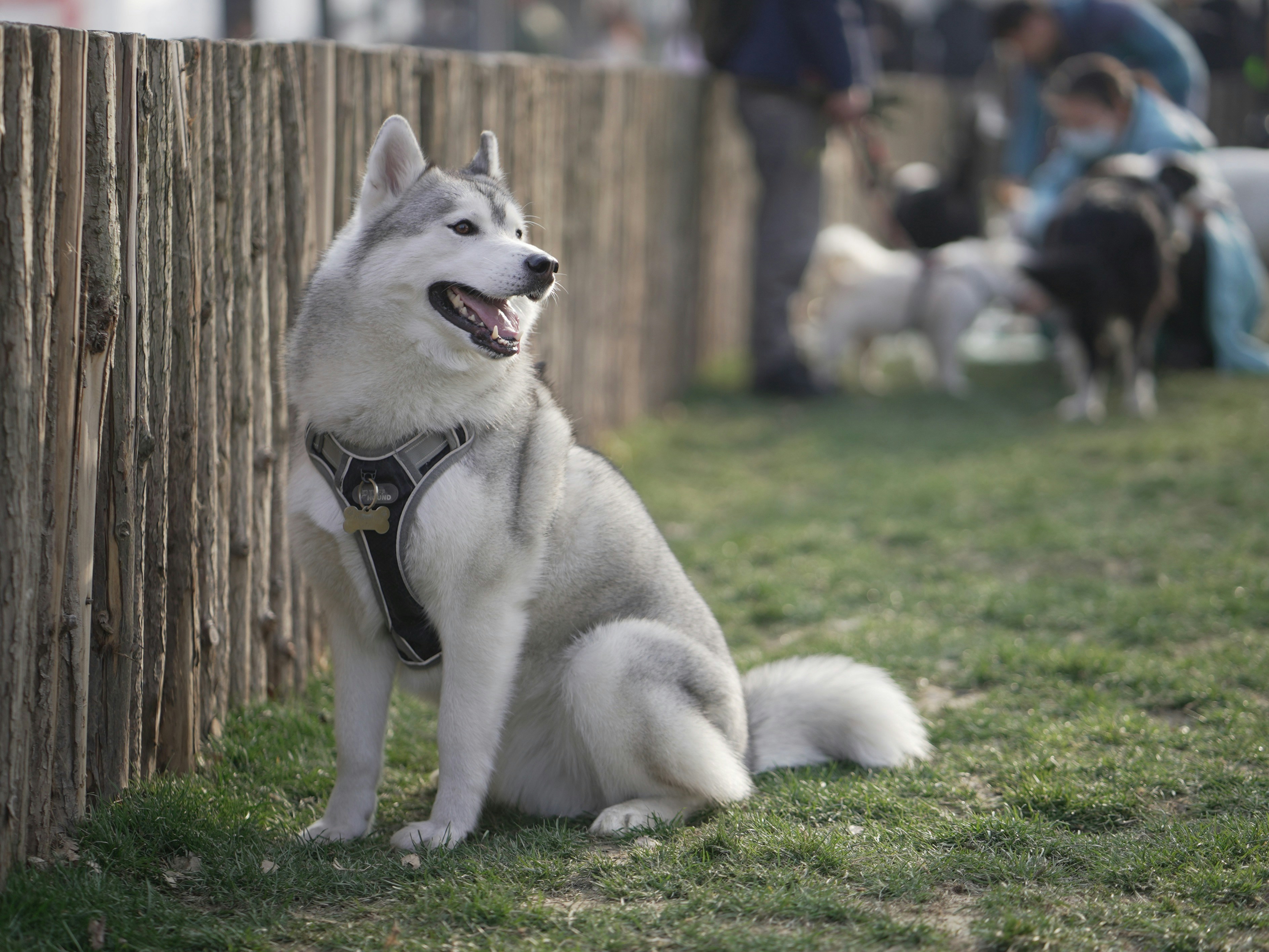 a husky dog sitting next to a wooden fence
