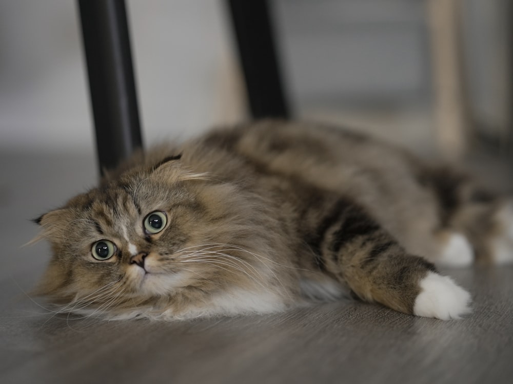 a cat laying on the floor next to a chair