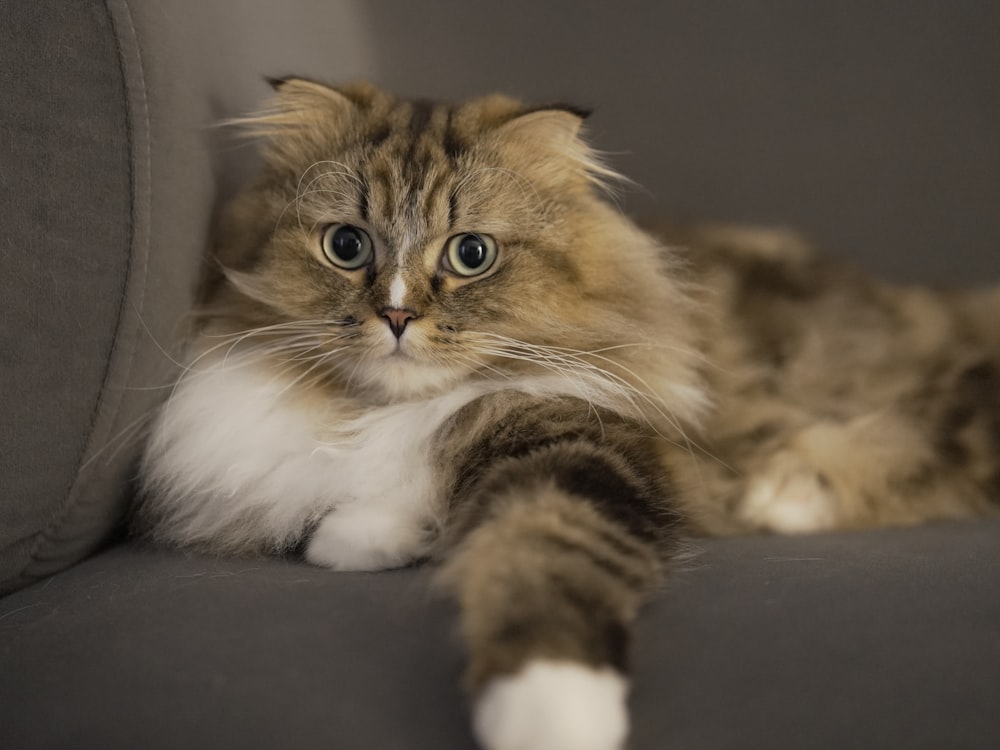a fluffy cat laying on a couch looking at the camera