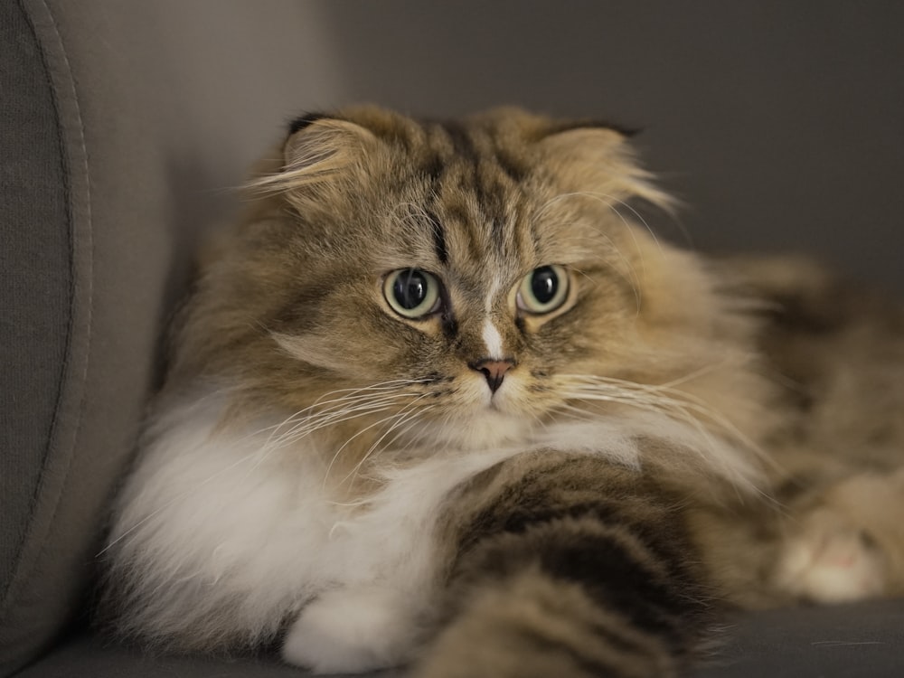 a fluffy cat laying down on a couch