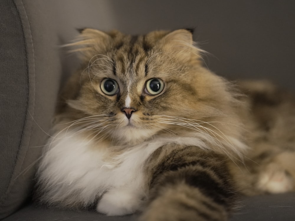 a fluffy cat laying down on a couch