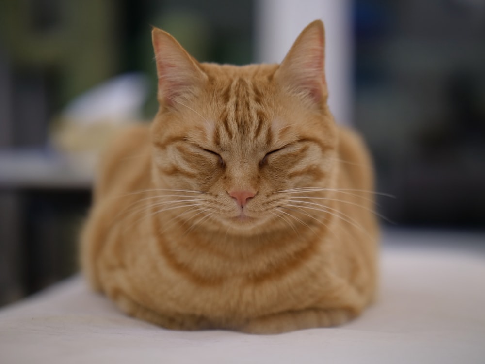 a close up of a cat laying on a table