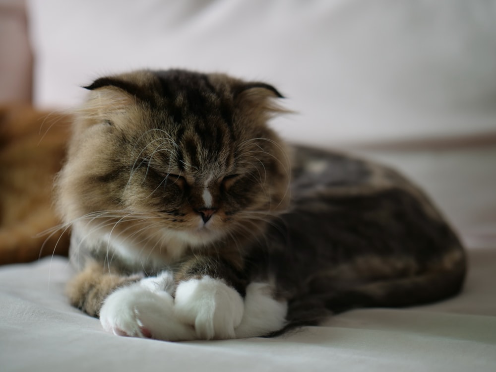 a cat that is laying down on a bed